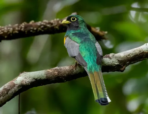 File:Trogon rufus Amazonian Black-throated Trogon (male); Manacapuru, Amazonas, Brazil.jpg