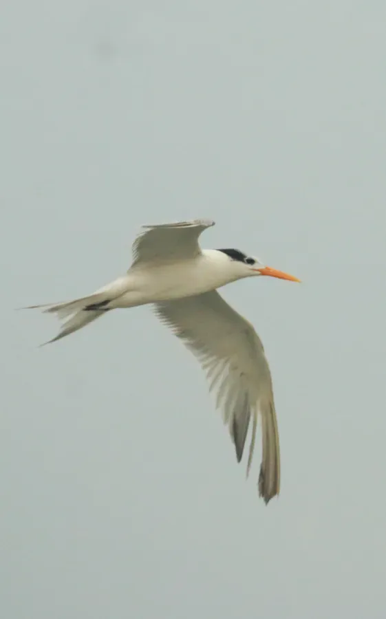 File:Lesser crested tern (Thalasseus bengalensis) flight.jpg