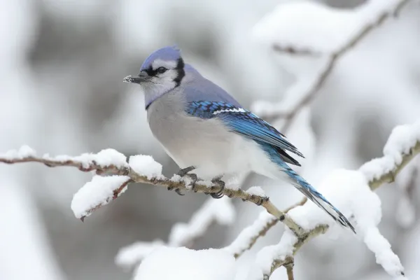 File:Cyanocitta-cristata-004.jpg