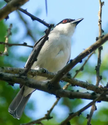 File:Day 51 Black-backed Puffback (Dryoscopus cubla) (53320875119).jpg