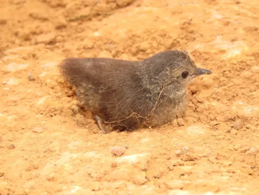 File:Crypturellus parvirostris 155494124.jpg