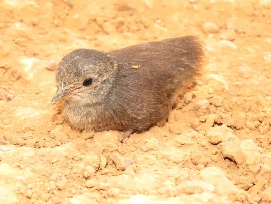 File:Crypturellus parvirostris 155494140.jpg