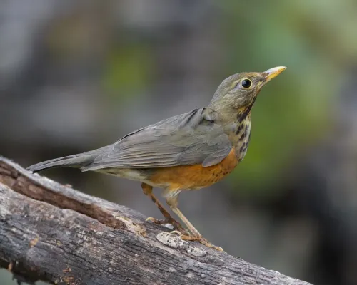 File:Turdus dissimilis female - Ang Khang.jpg