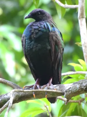 File:Caloenas nicobarica, Narcondam Island, Andaman and Nicobar Islands 1.jpg