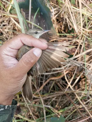 File:Acrocephalus orientalis 116153028.jpg