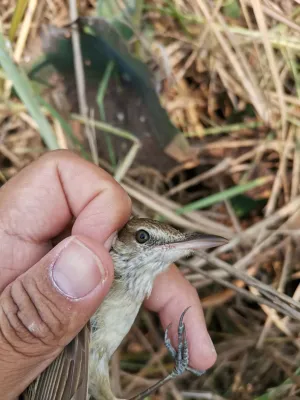 File:Acrocephalus orientalis 116153035.jpg
