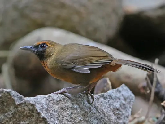 File:Garrulax annamensis 105771895.jpeg