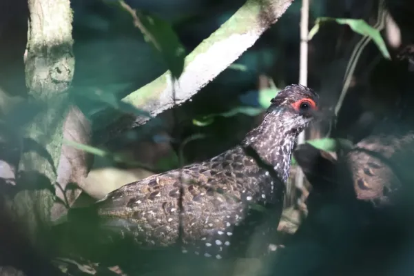 File:Ptilopachus nahani 248349948.jpg