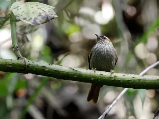 File:Siptornis striaticollis - Spectacled Prickletail.jpg