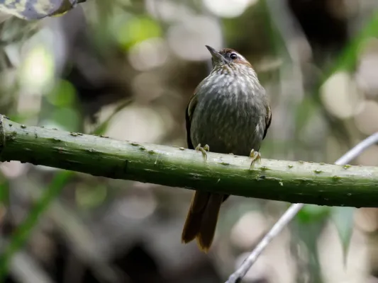 File:Siptornis striaticollis - Spectacled Prickletail (cropped).jpg