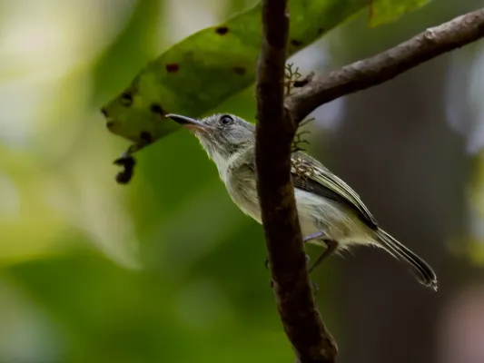 File:Hemitriccus inornatus Pelzeln's Tody-Tyrant; Presidente Figueiredo, Amazonas, Brazil 02.jpg