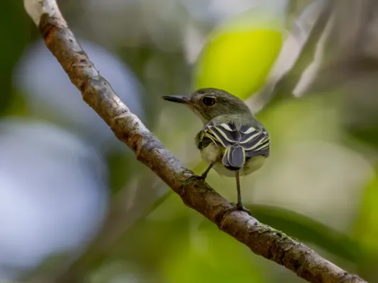 File:Hemitriccus inornatus Pelzeln's Tody-Tyrant; Presidente Figueiredo, Amazonas, Brazil 01.jpg
