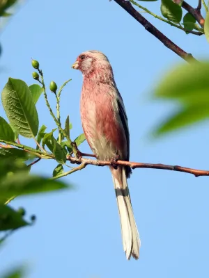 File:Carpodacus sibiricus sibiricus 284871492.jpg