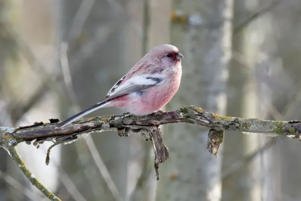 File:Carpodacus sibiricus 331155988.jpg