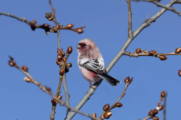 File:Carpodacus sibiricus 331155979.jpg
