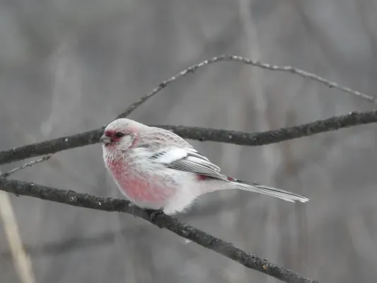 File:Carpodacus sibiricus 336465511.jpg