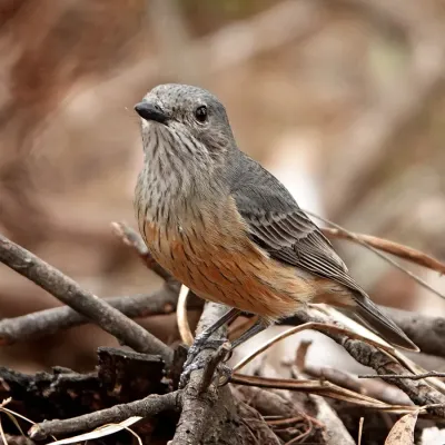 File:Pachycephala rufiventris 329869345.jpg