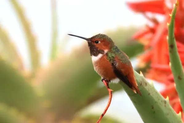 File:Selasphorus sasin 336028658.jpg