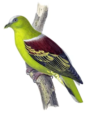File:Treron aromaticus.jpg