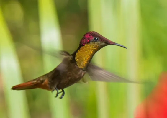 File:Chrysolampis mosquitus 60544054.jpg