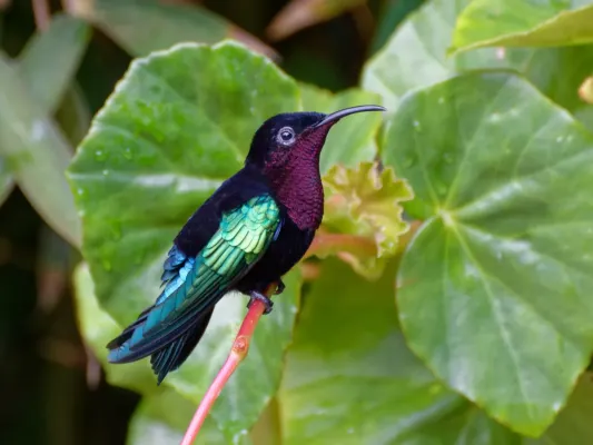 File:Eulampis jugularis 199952436.jpg