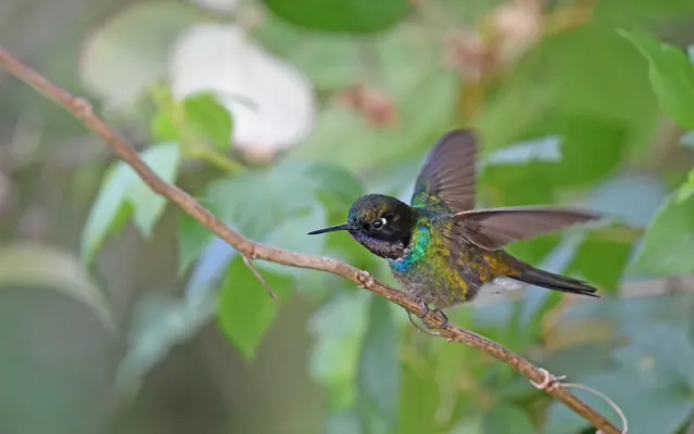 File:Heliangelus clarisse 264314258.jpg