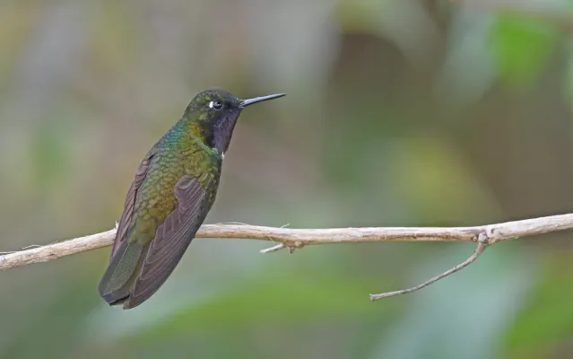 File:Heliangelus clarisse 264315822.jpg