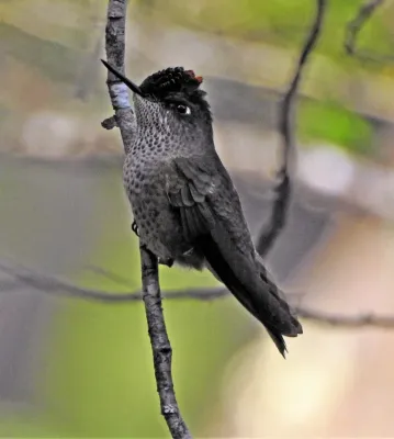 File:Sephanoides sephaniodes 256697930.jpg
