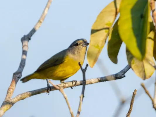 File:Euphonia plumbea Plumbeous Euphonia (female); Presidente Figueiredo, Amazonas, Brazil (cropped).jpg