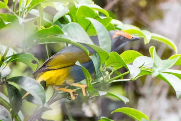 File:Enodes erythrophris 64408767.jpg