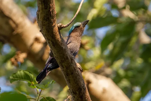 File:Coracias temminckii 107896699.jpg