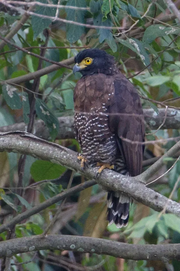 File:Spilornis rufipectus 107803457.jpg