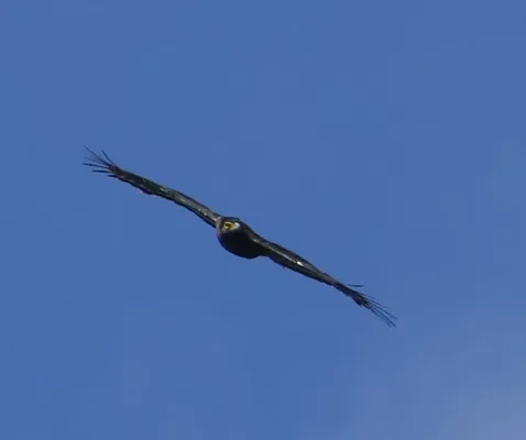 File:Spilornis rufipectus 241948154.jpg