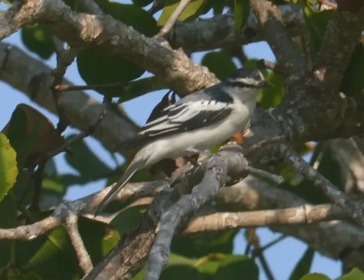 File:Kapasan sulawesi Lalage leucopygialis (cropped).jpg