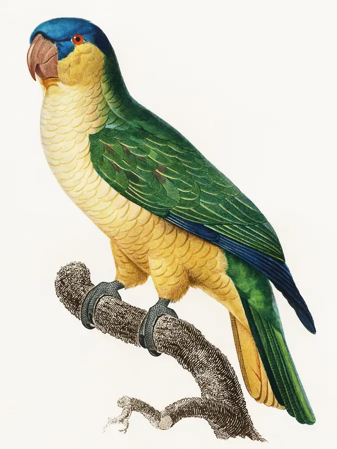 File:Tanygnathus gramineus.jpg
