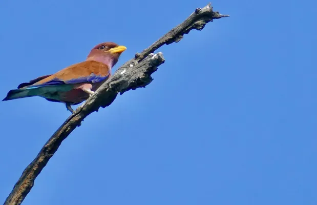File:Day 67 Broad-billed Roller (Eurystomus glaucurus) (53355081566).jpg