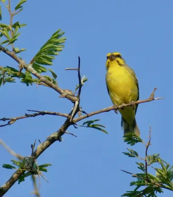 File:Day 66 Yellow-fronted Canary (Crithagra mozambica) male ... (53352526561).jpg