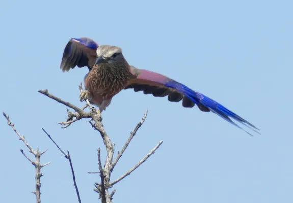 File:Day 64 Purple Roller (Coracias naevius) (53347980232).jpg