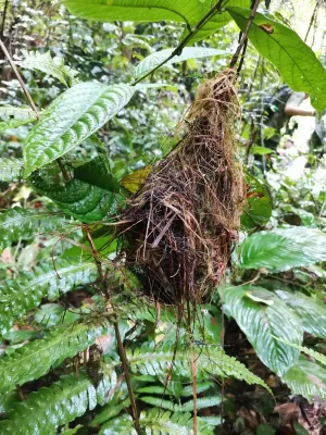 File:Calyptomena viridis 82277083.jpg