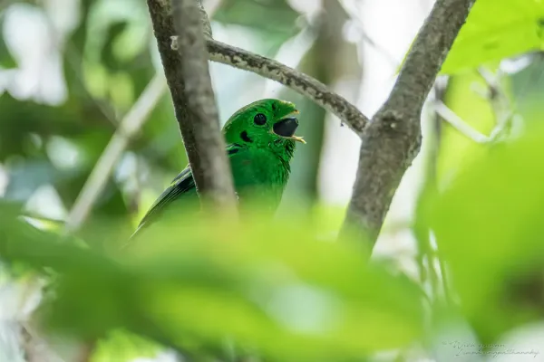 File:Calyptomena viridis caudacuta 215483573.jpg