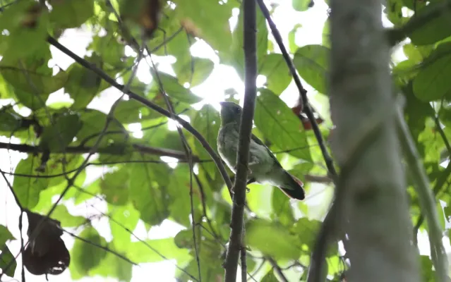 File:Calyptomena viridis 102413967.jpg