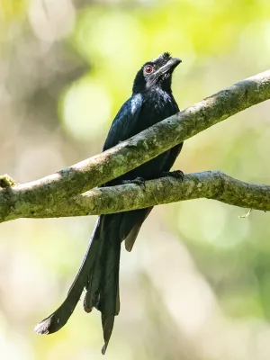 File:Dicrurus lophorinus 63119961.jpg