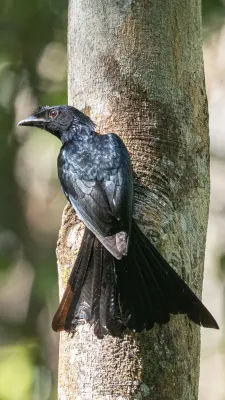 File:Dicrurus lophorinus 63119993.jpg