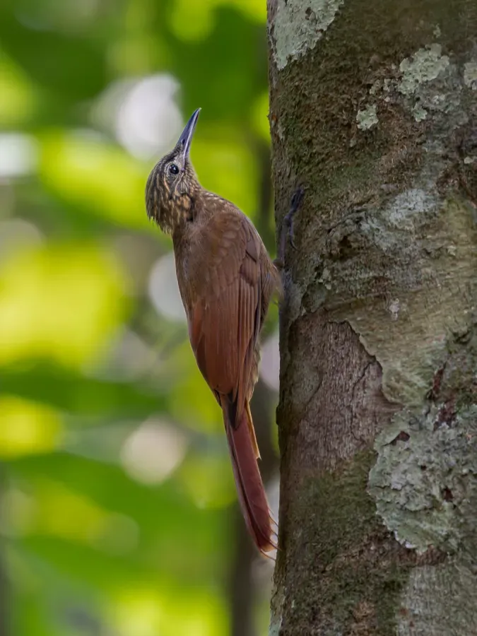 File:Deconychura pallida Southern Long-tailed Woodcreeper; Novo Airão, Amazonas, Brazil.jpg