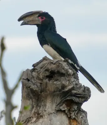File:Day 71 Trumpeter Hornbill (Bycanistes bucinator) male ... (53363388601).jpg