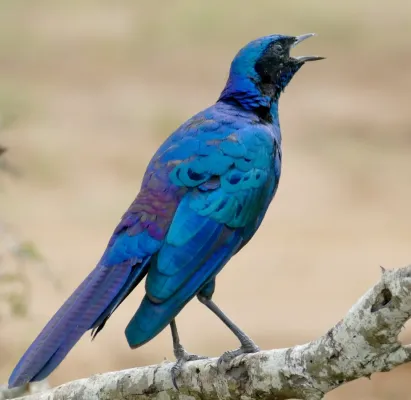 File:Burchell's Starling (Lamprotornis australis) calling ... (51903924192), crop.jpg