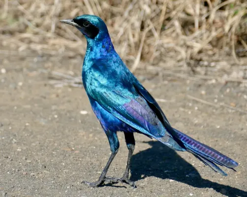 File:Burchell's Starling (Lamprotornis australis) (52100042362), crop.jpg