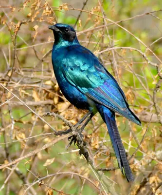 File:Burchell's Starling (Lamprotornis australis) (16363266107), crop.jpg