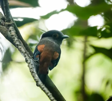 File:Serilophus rubropygius 113358657.jpg