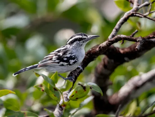 File:Herpsilochmus dorsimaculatus Spot-backed Antwren (male); Manaus, Amazonas, Brazil.jpg